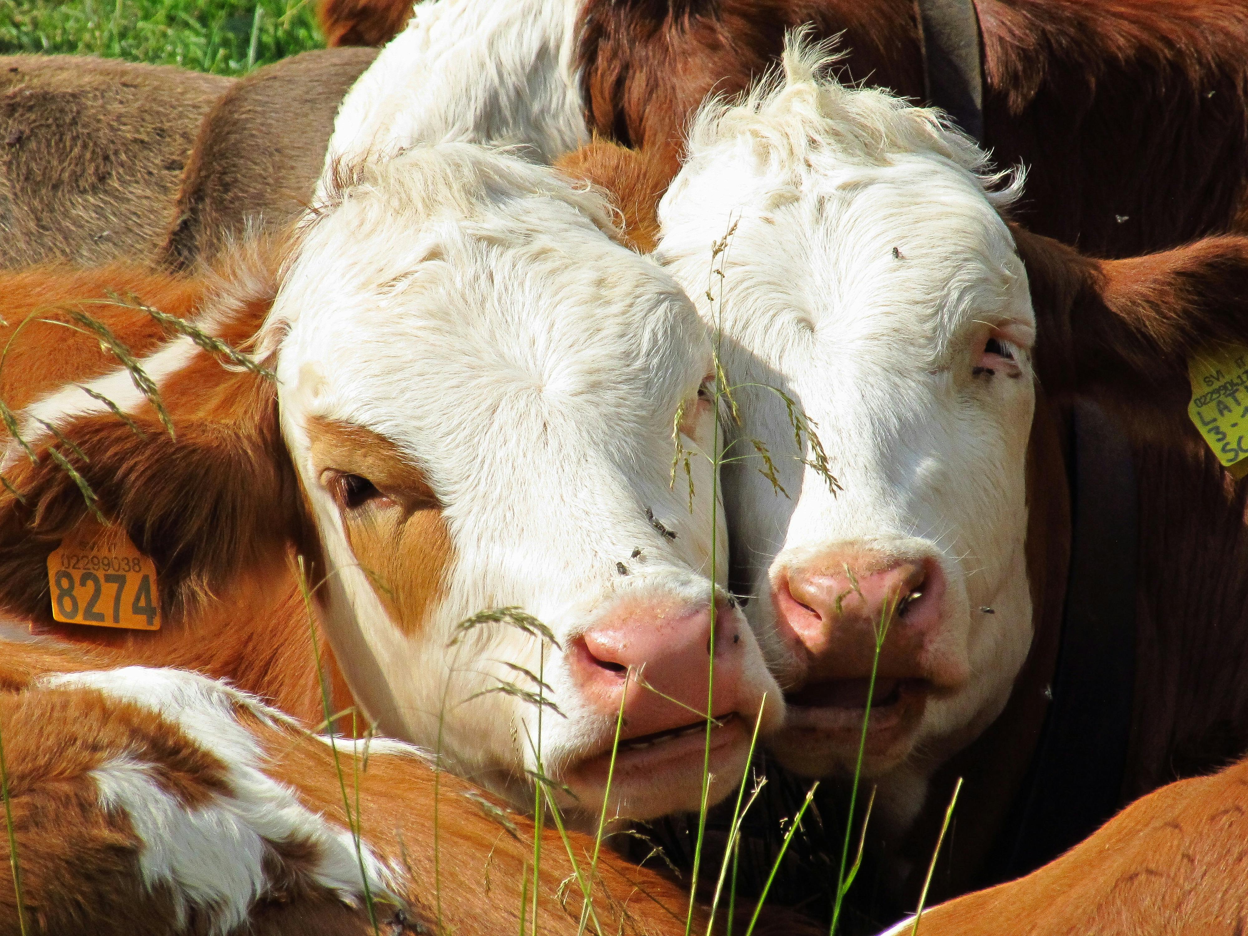 Why the Beef Tallow Trend Is the Worst Thing for Skincare (And Your Conscience)