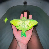 Moon Moth Bath Bomb