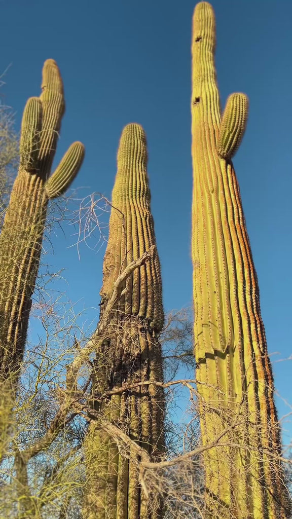 Tucson Sunset Body Oil